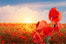 Poppy Field In Full Bloom Against Sunlight. Field Of Red Poppys. Remembrance Day, Memorial Day,