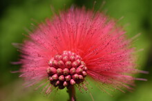 Bright Pink Puffball Plant In Bloom
