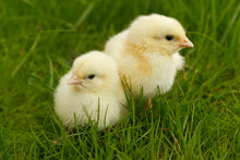 Chickens Sitting In Grass