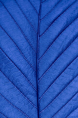 Wall Mural - macro detail of a blue leaf with clear texture.
