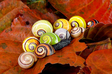 Wall Mural - Cuban snail (Polymita picta) world most beautiful land snails from Cuba , its known as 