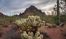 Spiky Cholla Cactus In Sonoran Desert In Arizona