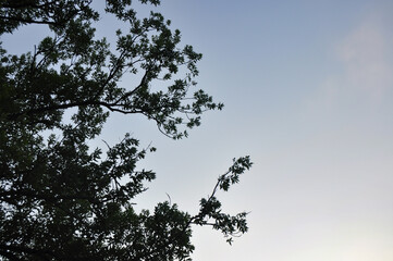 branches against sky