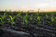 Agriculture concept. Young green corn growing on the fertile field. Young corn plants.