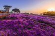 © Ian Miller - Sitting On The Purple Carpet In Pacific Grove California