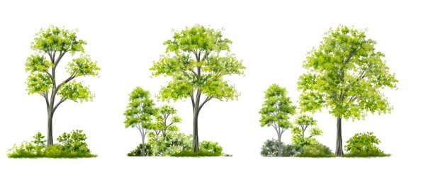 Vector watercolor of forest or tree side view isolated on white background for landscape and architecture drawing, elements for environment and garden,botanical elements 