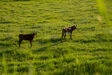 Fototapeta Sawanna - Cows graze green grass. The concept of agriculture, the cultivation of livestock. Colorful cows. steers, young calves graze on the summer juicy grass. Warm light. production of milk, beef, cheese.