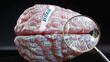 Brain in human brain, a concept showing hundreds of crucial words related to Brain projected onto a cortex to fully demonstrate broad extent of this condition,3d illustration