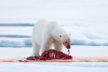 Wall Mural - Canada Arctic. White polar bear on drifting ice with snow, feeding on killed seal, skeleton and blood, Russia. Bloody nature with big animal. Ice and blue sea with white bear.