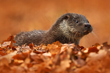 Wall Mural - Autumn orange wildlife. Eurasian otter, Lutra lutra, detail portrait of Otter, water animal in nature habitat, Germany, water predator. Animal from the river, wildlife from Europe.