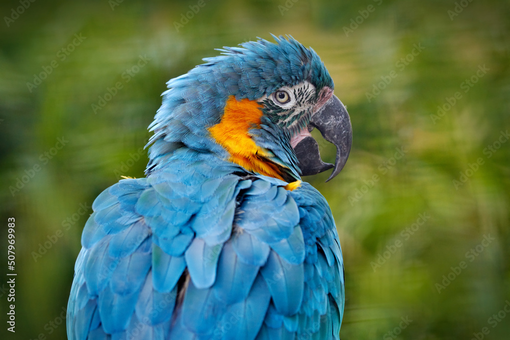 Foto De Stock Bolivia Wildlife Big Blue Parrot Blue Throated Photo Inspiration