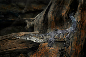 Wall Mural - Widlife near the water, Australia. Australian freshwater crocodile, Crocodylus johnsoni, Johnstone's crocodile or also known as freshie, on the tree roots in the dark forest. Lizard reptile in nature