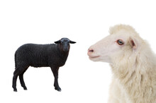 Black And White Sheep Isolated On White Background