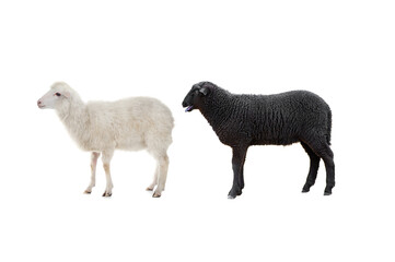 Sticker - black and white sheep isolated on white background