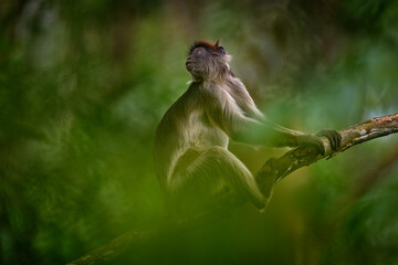 Wall Mural - Monkey from Uganda. Ugandan red colobus, Piliocolobus tephrosceles, rufous head grey monkey sitting on tree trunk in tropic forest. Red colobus in vegetation habitat, Kibale Forest NP Uganda, Africa