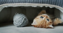 Cute Ginger Kitten Is Resting In His Animal House