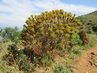 piante, Riserva dello Zingaro, San Vito Lo Capo, Trapani, Sicilia, Italia