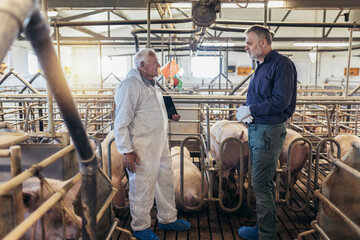 Senior veterinarian and farmer standing at the pig farm.