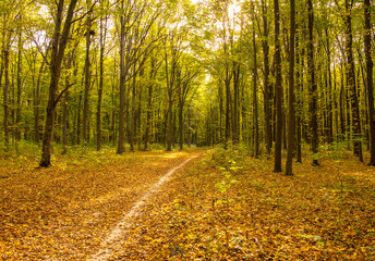 Wall Mural - forest road between the autumn trees