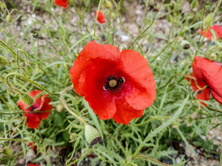 Wall Mural - red poppy flower in May - Romania