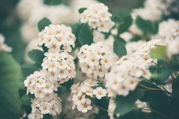 Wall Mural - bush vanhoutte spirea. beautiful spring blooming shrub with many white flowers. spirea arguta blosso