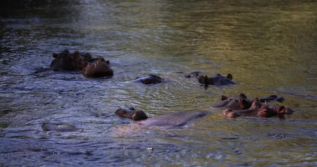 Canvas Print - hippos rest in the river at tsavo west game reserve