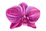 Fototapeta Motyle - Orchid, flower watercolor illustration, botanical painting, hand drawing.