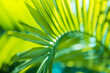 © icemanphotos - Green leaves background with copy space, close up texture of palm leaf. Sunny tropical garden plant, forest environment, summer growth, freshness, leaf macro. Artistic nature closeup, relaxing natural