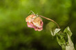 Eine verwelkte vertrocknete Rose mit hängendem Kopf als Symbol für Traurigkeit und Vergänglichkeit vor einem grünen natürlichen Hintergrund