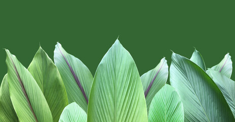 Wall Mural - Isolated turmeric and curcuma aeruginosa leaf with clipping paths.