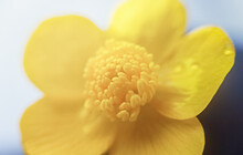 Yellow Flower In Macro. Horizontal Photography.