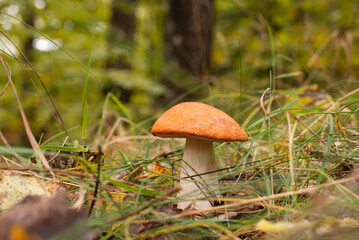 Canvas Print - Orange-cap boletus growing in forest. Fresh mushroom found in grass