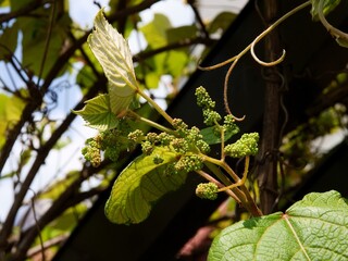 Wall Mural - Aristolochia Macrophylla -birthwort climbing plant with growing flower buds close up