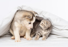 A Husky Puppy With Blue Eyes Lies Under The Covers On The Bed Next To A Tabby Kitten Of The Scottish Breed Who Waves Its Paw At Him. Kitten Attacking A Puppy At Home