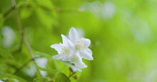 Small White Flowers On Bush Branches Moving In The Early Summer Breeze. Close Up Shot, Shallow Depth Of Field, Blurry Background, Green Background, No People