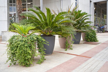 Cycas Palm Trees In Large Pots At The Front Of The Building For Landscaping