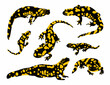vector fire salamander set 