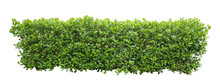 Tropical Flower Shrub Bush Fence Tree Isolated  Plant With Clipping Path.