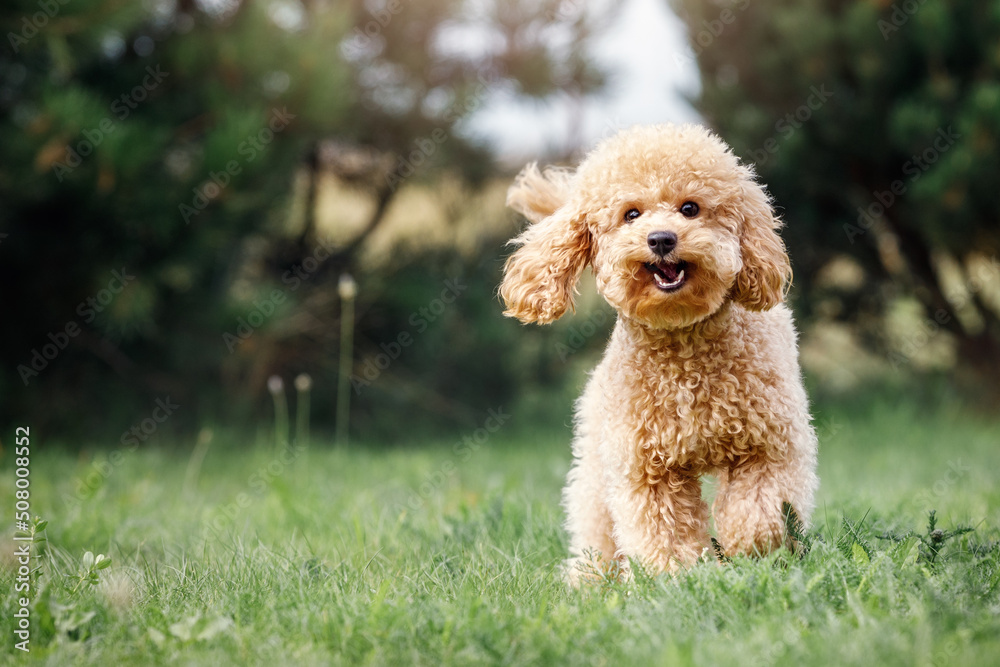 A smiling little puppy of a light brown poodle in a beautiful green ...