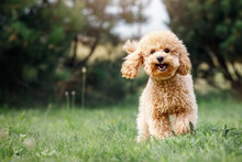 A Smiling Little Puppy Of A Light Brown Poodle In A Beautiful Green Meadow Is Happily Running Towards The Camera. Cute Dog And Good Friend. Free Space To Copy Text