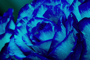 Wall Mural - Closeup of a blue rose bud. Background opened rosebud. Rose bud with blue petals. Extreme close-up of a rose flower. Abstract beautiful bright floral background