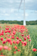 Red Poppy Flowers On A Field In Germany. High Quality Photo