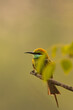 Green Bee eater Against Light From Chennai India