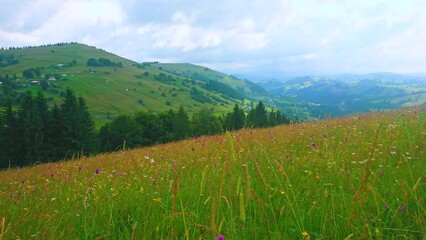 Canvas Print - Amid green grasses on the mountain slope, Verkhovyna, Carpathians, Ukraine