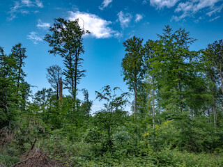 Canvas Print - Hohe Bäume im Mischwald