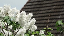 A White Flowers Bush Is Delicately Moving In The Morning Wind On A Sunny Spring Day, With A Dark Tiled Roof In The Blurry Background.