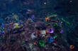 coral reef with fishes