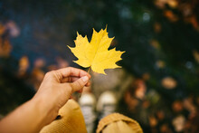 Anonymous Woman Showing Dry Maple Leaf In Park