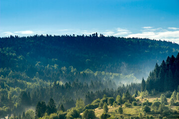  spruce forest landscape, Skole Beskids National Nature Park, Ukraine
