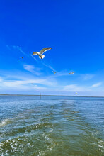 Seagulls Flying Over Shallow Water With Clear Blue Sky.